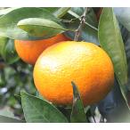  Unshu mi can ..... сырой контактный дерево рассада 1 шт. 