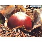 kli jumbo контактный дерево рассада 1 шт. 