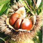 kli....(PVP) контактный дерево рассада 1 шт. 