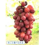 ブドウ クイーンセブン(契約品種) 接木苗 1本