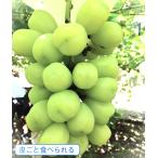 ブドウ 雄宝(ゆうほう)(契約品種) 接木苗 1本