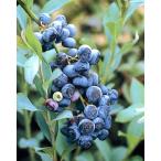  голубика taka.. дерево 5 номер 1 шт. 