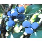  голубика голубой душ . дерево 5 номер 1 шт. 