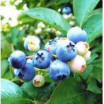  голубика mongome Lee . дерево 5 номер 1 шт. 