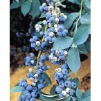  голубика witou. дерево 5 номер 1 шт. 