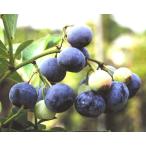  голубика яркий well . дерево 5 номер 1 шт. 