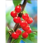 サクランボ　さおり　接木苗　1本