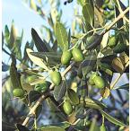  оливковый трансмиссия 3.5 номер pot рассада 1 шт. ( поступление предположительно :2022 год 11 месяц примерно )