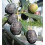  оливковый si pre si-no3.5 номер pot рассада 1 шт. ( поступление предположительно :2022 год 11 месяц примерно )