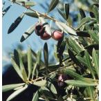  оливковый nebajiro Bronco 3.5 номер pot рассада 1 шт. ( поступление предположительно :2022 год 11 месяц примерно )