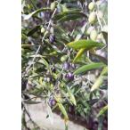  оливковый man The niro3.5 номер pot рассада 1 шт. ( поступление предположительно :2022 год 11 месяц примерно )