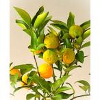  один лет yuz( цветок yuz) контактный дерево рассада 1 шт. 