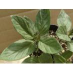  мир - ka. .. pot рассада 2 АО 