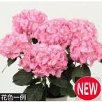 歳末セール!!!アジサイ 万結球 ポット苗 1本(店頭価格2600円のところ、1300円にて)