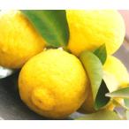  большой реальный yuz море . серия контактный дерево рассада 1 шт. 