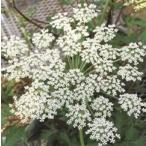 [ сильно сниженная цена!!]kalato поплавок pot рассада 1 АО 