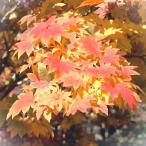 モミジ　名月　接木苗　1本