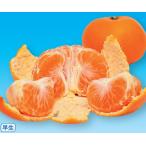  Unshu mi can . Цу . сырой контактный дерево рассада 1 шт. 