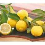  сладкий remone-do контактный дерево рассада 1 шт. 