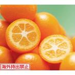  кинкан ....(PVP) контактный дерево рассада 1 шт. ( поступление предположительно :2024 год 10 месяц примерно )