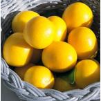  кинкан сладкий shuga-5 номер 1 шт. ( поступление предположительно :2024 год 10 месяц примерно )