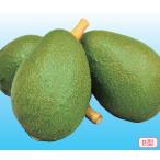 (B type ) авокадо ferute контактный дерево 5 номер 1 шт. ( прием заказа departure примечание )