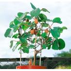  киви фрукты новый изумруд контактный дерево рассада 1 шт. ( поступление предположительно :2025 год 11 месяц последняя декада примерно )