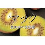  киви фрукты Mac ( желтый мясо серия специальный самец дерево ) контактный дерево рассада 1 шт. ( поступление предположительно :2025 год 11 месяц последняя декада примерно )