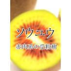  киви фрукты saw yuu( красный мясо серия специальный самец дерево ) контактный дерево рассада 1 шт. ( поступление предположительно :2025 год 11 месяц последняя декада примерно )