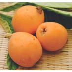 biwa. ....(PVP) контактный дерево pot рассада 1 шт. ( поступление предположительно :2025 год 11 месяц примерно ..)