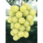 ブドウ　シャインマスカット（PVP）接木苗　1本（入荷予定：2025年11月頃）