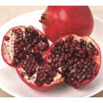  большой реальный гранат one da полный контактный дерево рассада 1 шт. ( поступление предположительно :2025 год 11 месяц примерно ..)