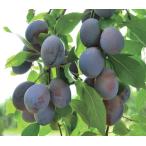  чернослив большой шар балка банк контактный дерево рассада 1 шт. ( поступление предположительно :2025 год 11 месяц примерно ..)