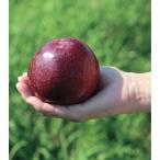  слива . зонт .(PVP) контактный дерево рассада 1 шт. ( поступление предположительно :2025 год 11 месяц примерно )