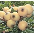  белый biwa4.5 номер 1 шт. ( поступление предположительно :2025 год 11 месяц примерно ..)