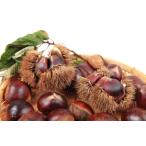  jumbo ya кружка li небо . контактный дерево рассада 1 шт. 