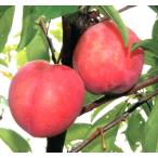 s Momo ...(. .....) контактный дерево рассада 1 шт. ( поступление предположительно :2025 год 11 месяц примерно )