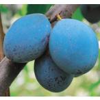  чернослив гол Dolce (R) контактный дерево рассада 1 шт. ( поступление предположительно :2025 год 11 месяц примерно ..)