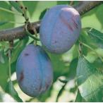  чернослив Bay la- контактный дерево рассада 1 шт. ( поступление предположительно :2025 год 11 месяц примерно ..)