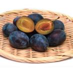  чернослив образец -n контактный дерево рассада 1 шт. ( поступление предположительно :2025 год 11 месяц примерно ..)