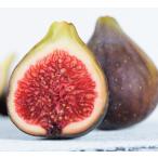 ichi ось reti- серый 4 номер .. дерево 1 год сырой высота 50cm внутри вне 1 шт. ( поступление предположительно :2025 год 11 месяц примерно )