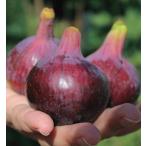 ichi ось rouge бордо 4 номер .. дерево 1 год сырой высота 50cm внутри вне 1 шт. ( поступление предположительно :2025 год 11 месяц примерно )