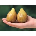 ichiji Claw dos4 номер .. дерево 1 год сырой высота 50cm внутри вне 1 шт. ( поступление предположительно :2025 год 11 месяц примерно )