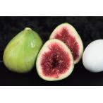 ichi ось daruma чай 4 номер .. дерево 1 год сырой высота 50cm внутри вне 1 шт. ( поступление предположительно :2025 год 11 месяц примерно )