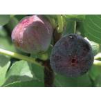 ichi ось bioredo- ласты .. дерево 1 год сырой 1 шт. ( поступление предположительно :2025 год 11 месяц примерно )