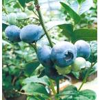  голубика no- The nspa- язык контактный дерево 5 номер 1 шт. ( поступление предположительно :2025 год 9 месяц примерно ..)