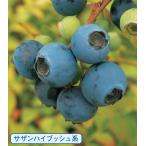  голубика sa The n O'Neill контактный дерево 5 номер 1 шт. ( поступление предположительно :2025 год 9 месяц примерно ..)