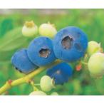  голубика солнечный pson контактный дерево 5 номер 1 шт. ( поступление предположительно :2025 год 9 месяц примерно ..)