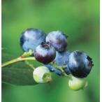  голубика Home bell .. дерево 3.5 номер 1 шт. 