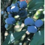  голубика голубой душ .. дерево 3.5 номер 1 шт. 